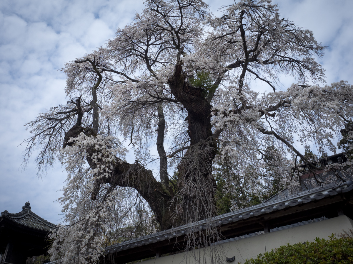 福王寺の桜