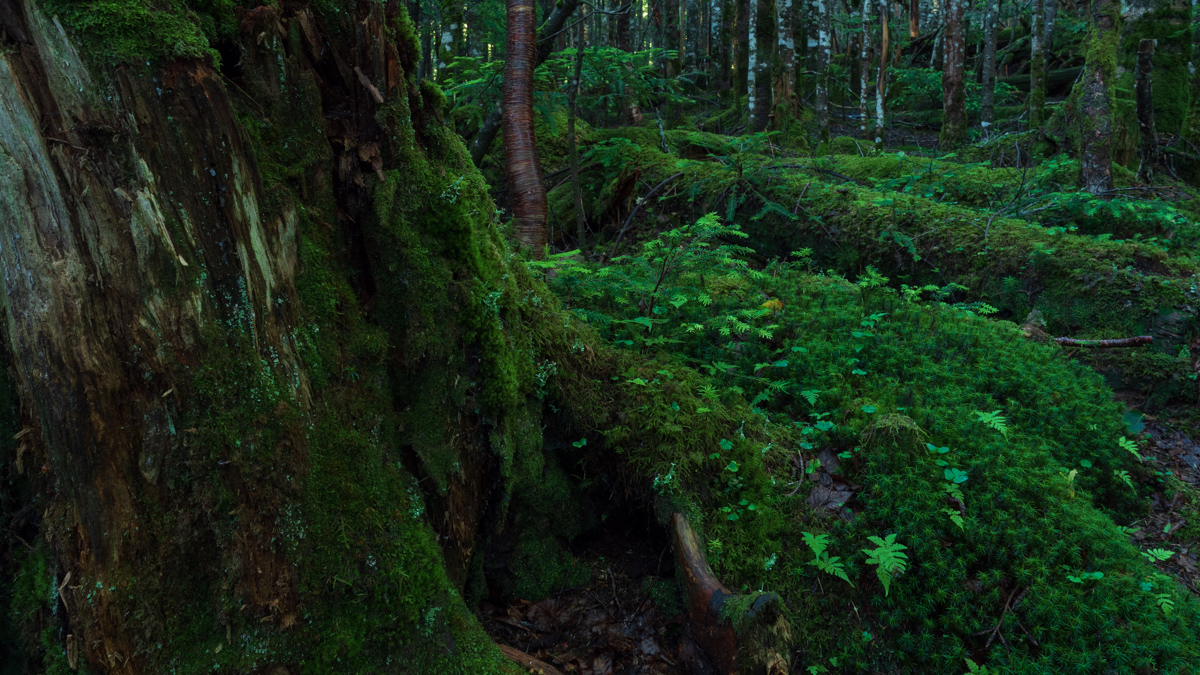 「白駒の池」周辺の苔の森