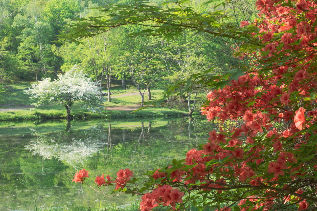 駒出池のレンゲツツジとズミ
