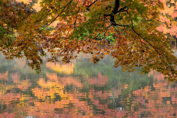池の水面に紅葉が映る