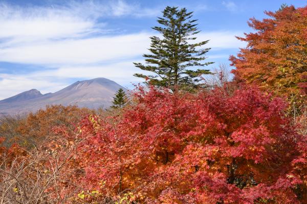 紅葉と浅間山。レンズは50mm(フルサイズ換算)