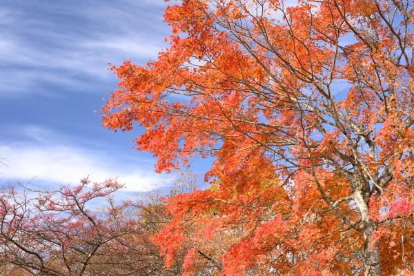 見晴台の紅葉