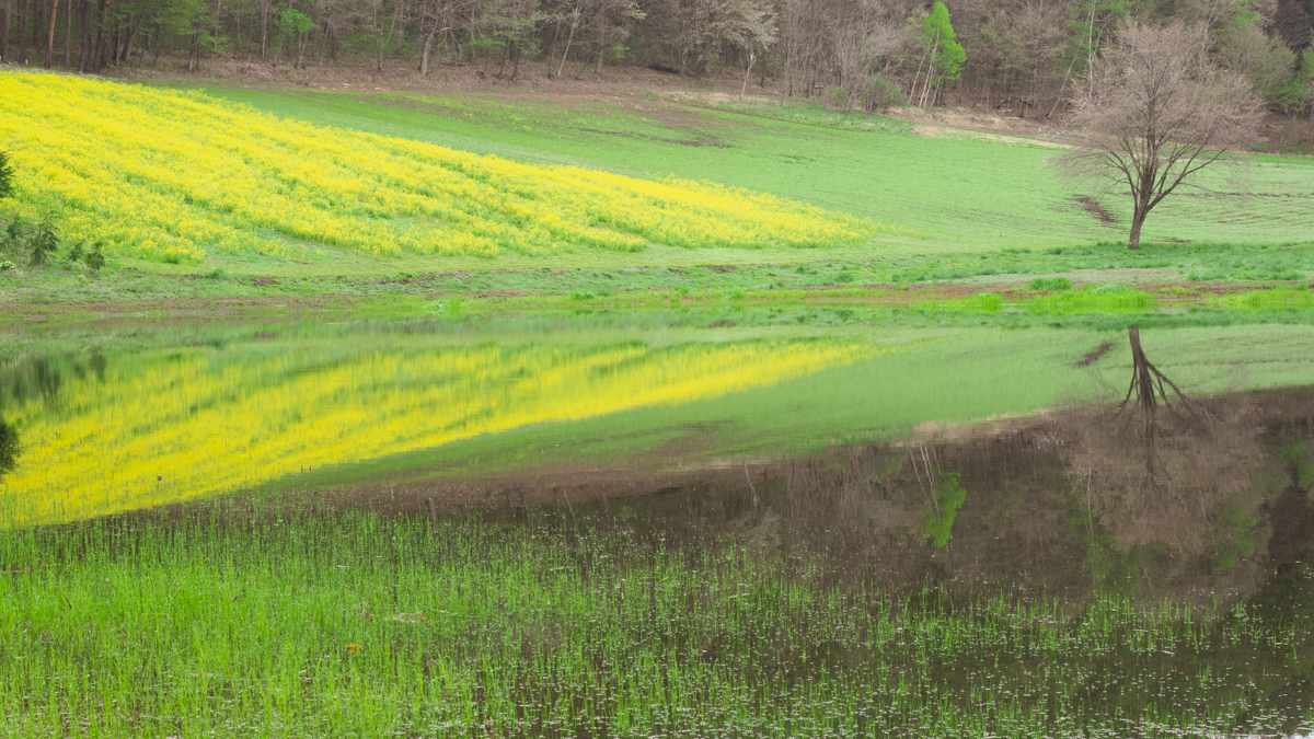 中山高原 「幻の池」と菜の花