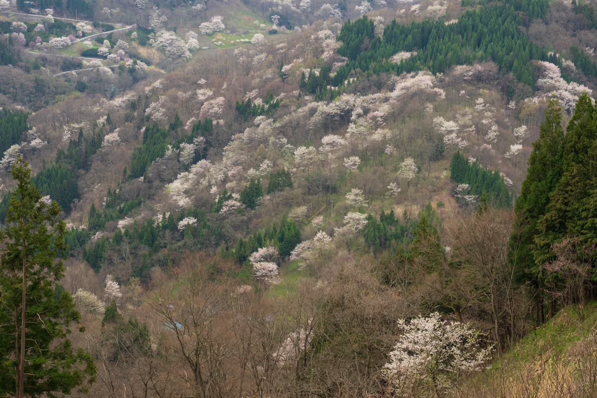 桜仙峡の桜