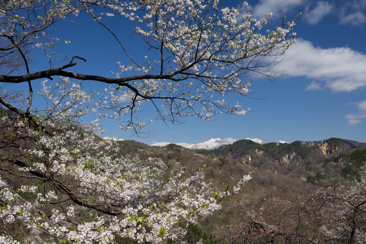 桜と残雪の北アルプス