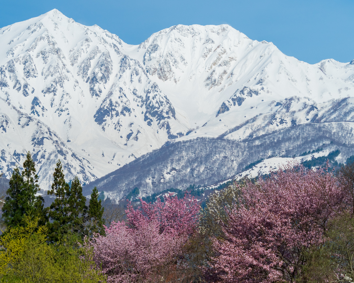 大出公園の桜と残雪の北アルプス