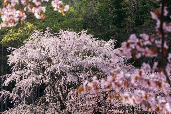 大出公園の桜