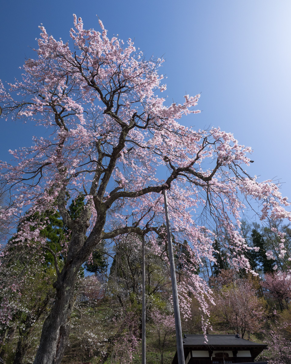 徹然桜