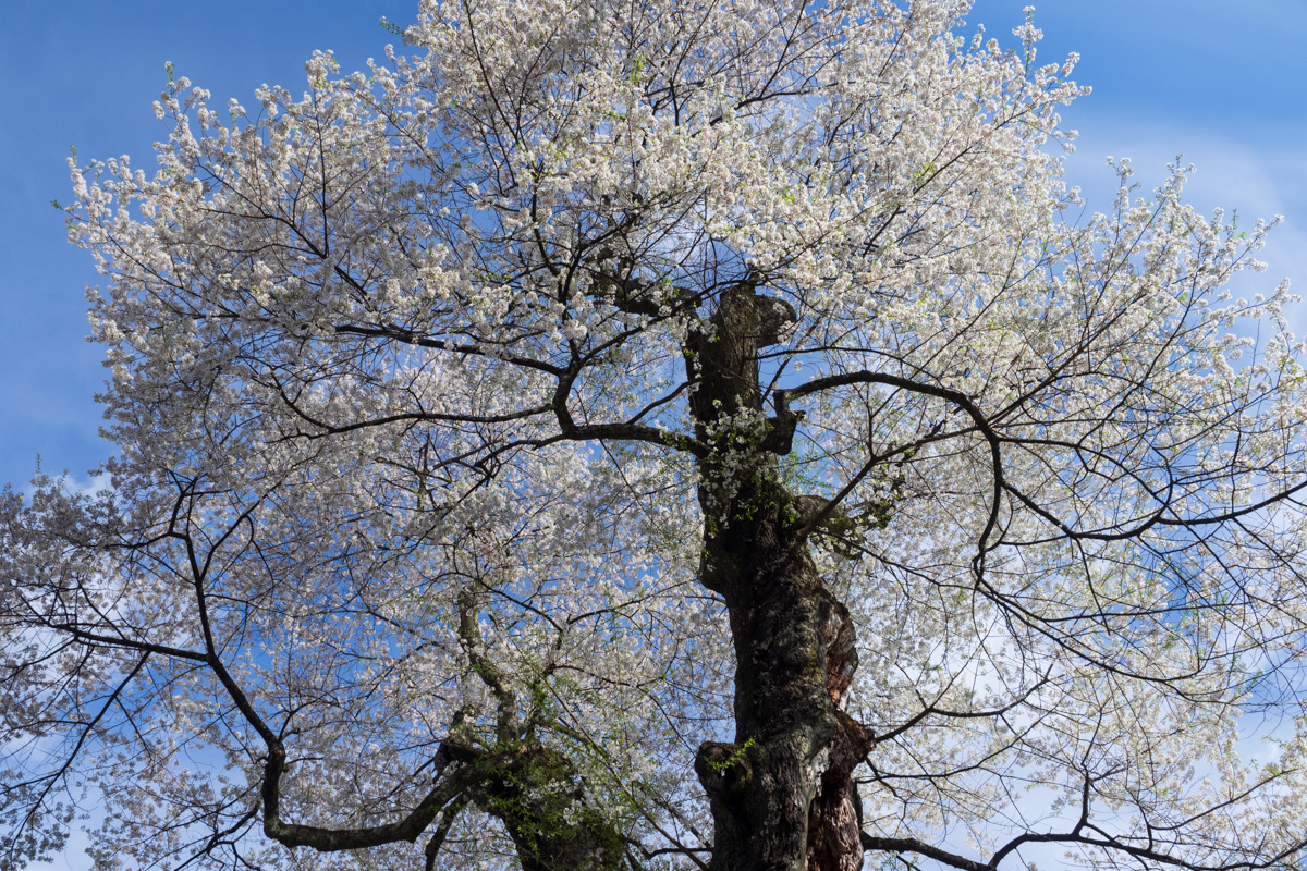 八方薬師堂の江戸彼岸桜
