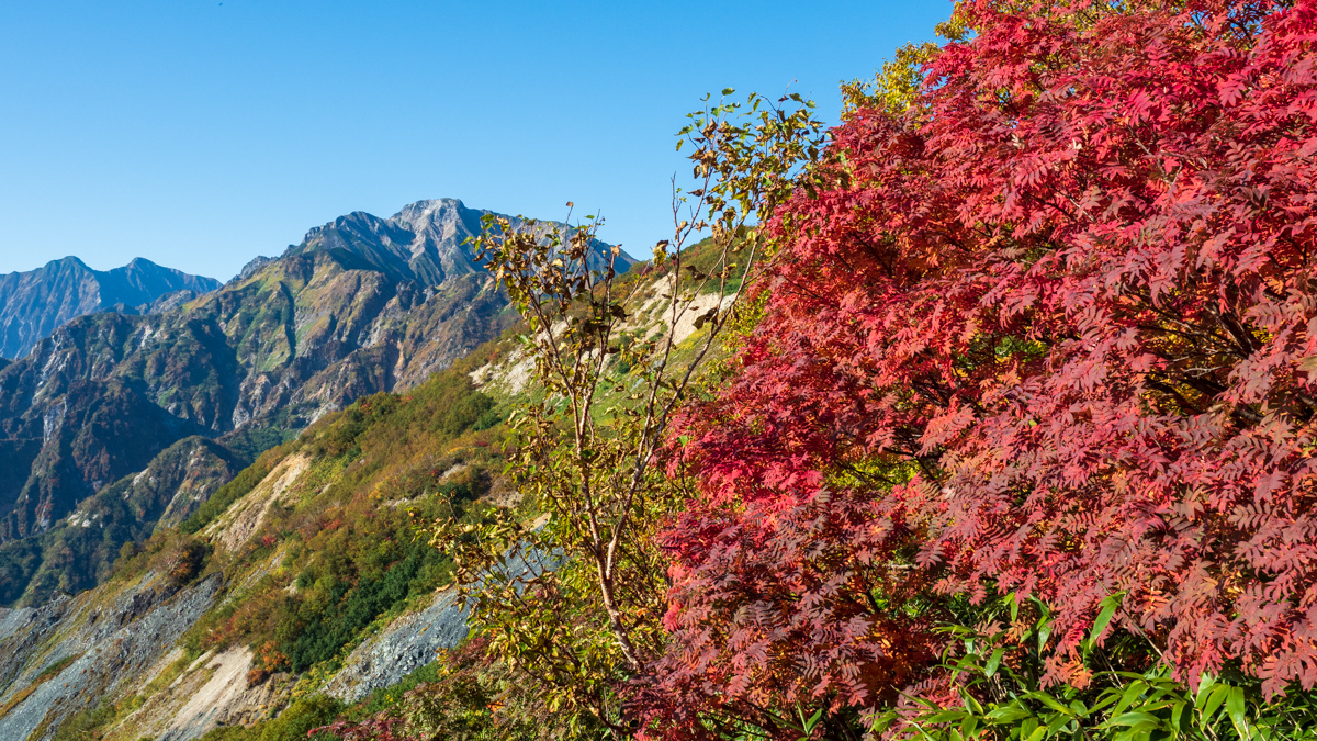 紅葉。五竜岳の後ろに双耳峰の鹿島槍ヶ岳。(9月下旬)