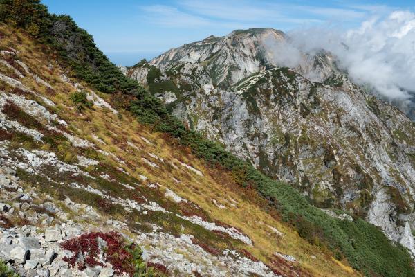 草紅葉と白馬連峰