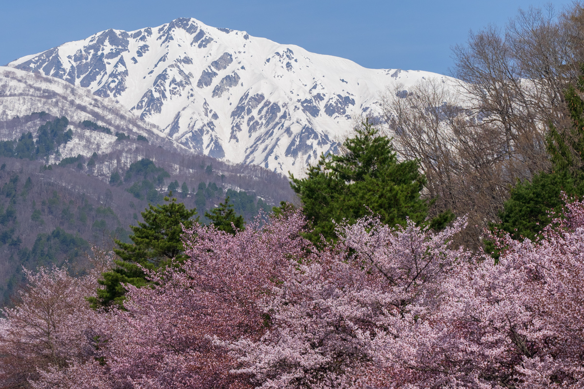 白馬大橋付近の桜並木と残雪の北アルプス(4月下旬)