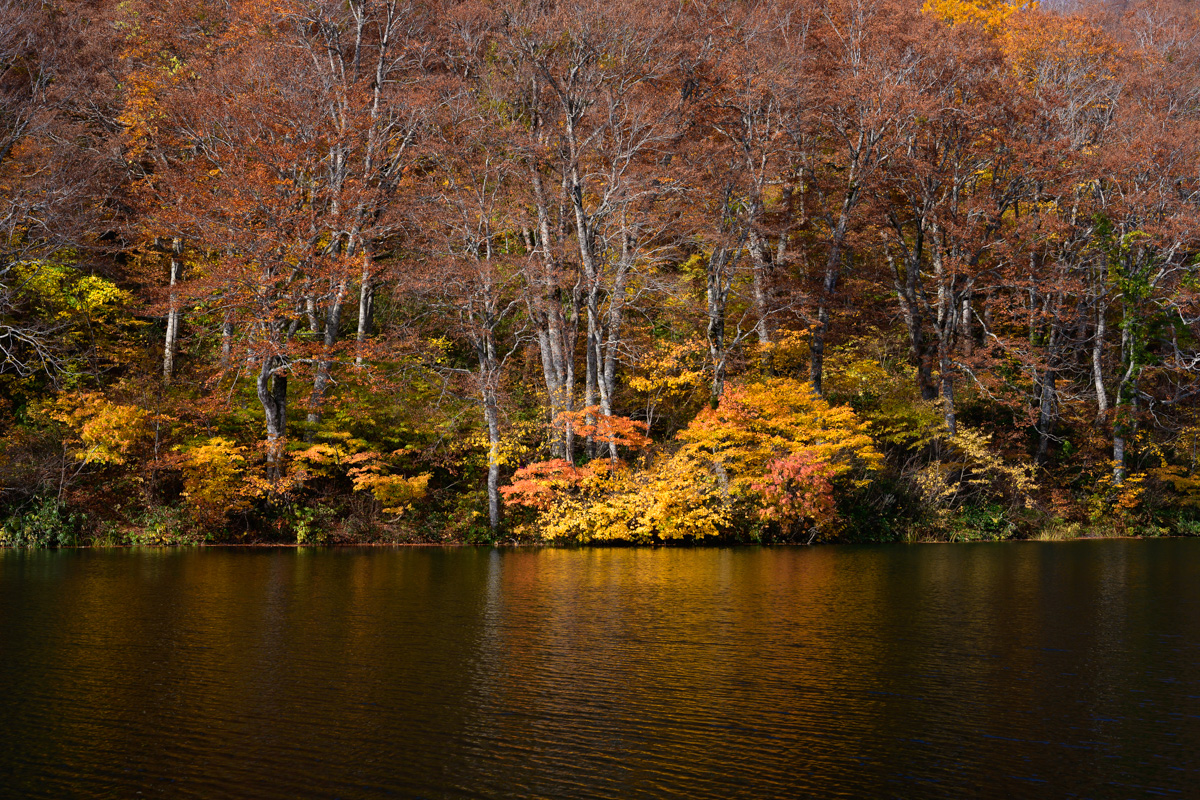 鎌池の紅葉