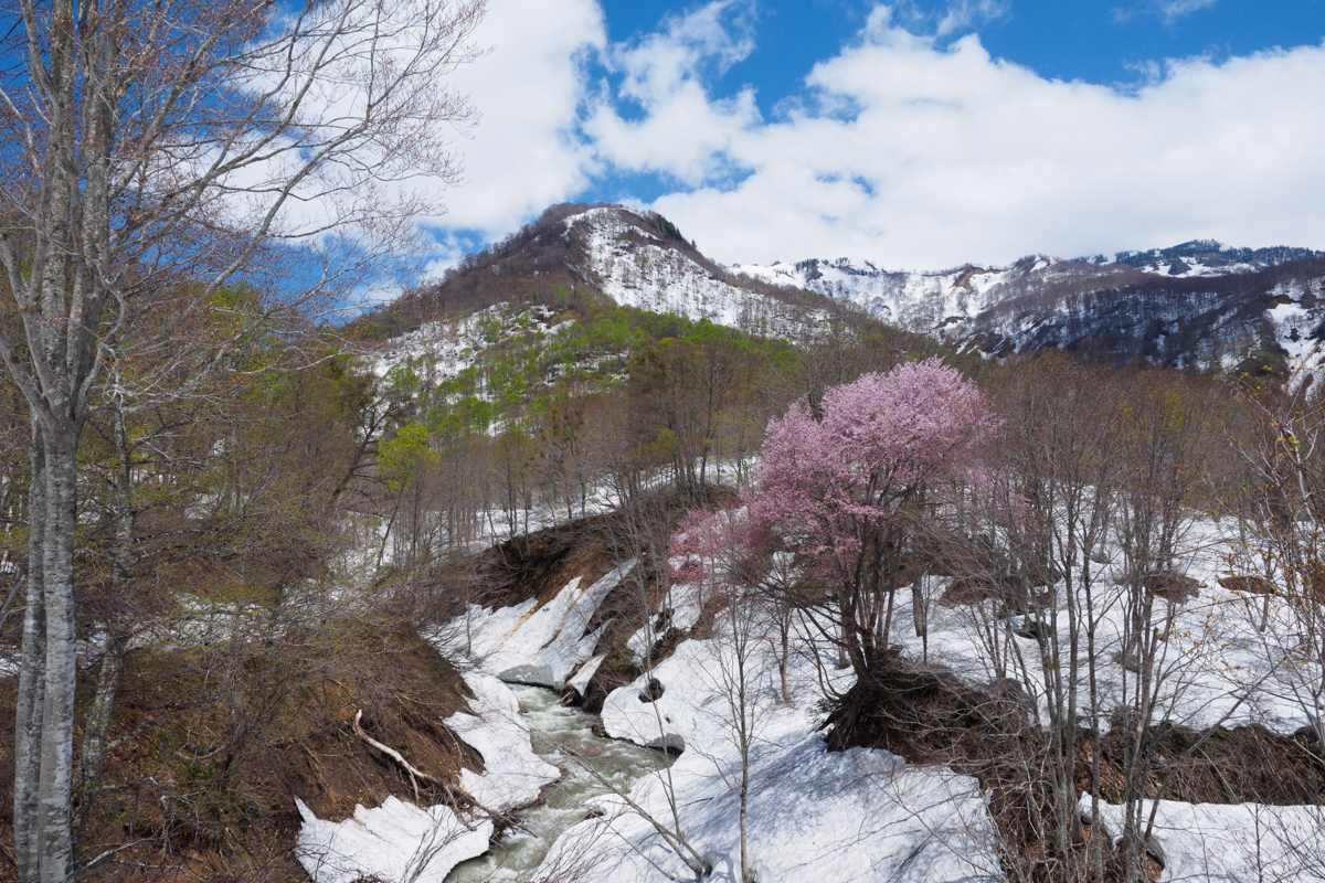 残雪の中に咲く山桜
