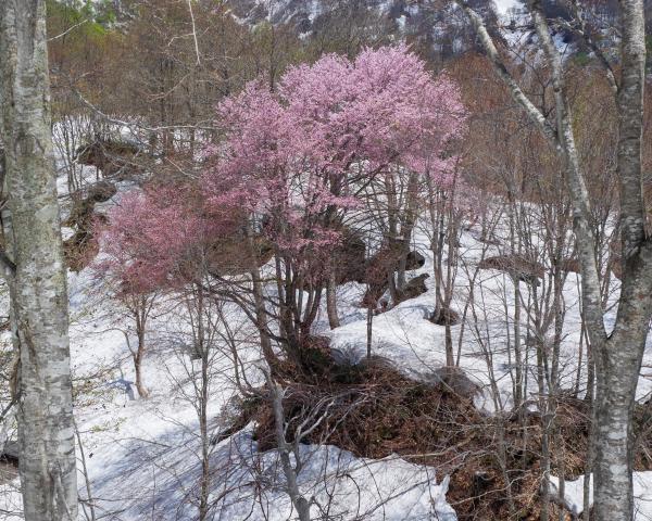 つぶれ池周辺に咲く山桜