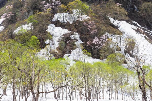 残雪のつぶれ池。山肌には点々と山桜。