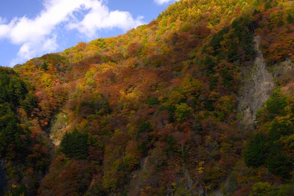 前川渡の紅葉
