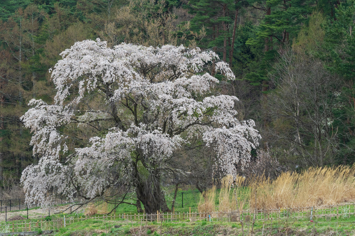 大しだれ桜