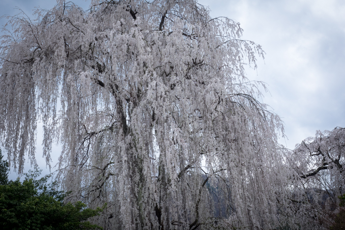 田多井の桜