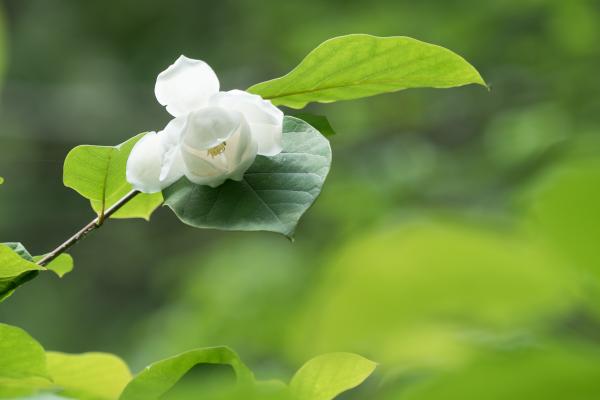 赤沢自然休養林のオオヤマレンゲ(7月上旬)