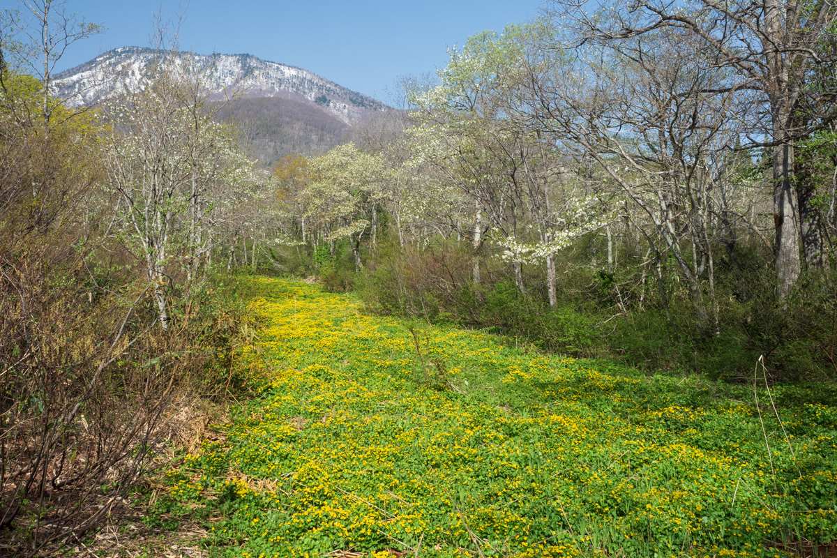4月下旬。満開のリュウキンカ。奥には黒姫山。
