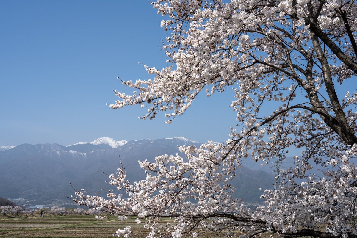 三峰川の桜と中央アルプス