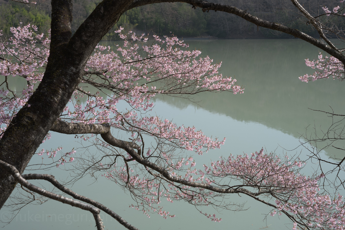 高遠湖の桜