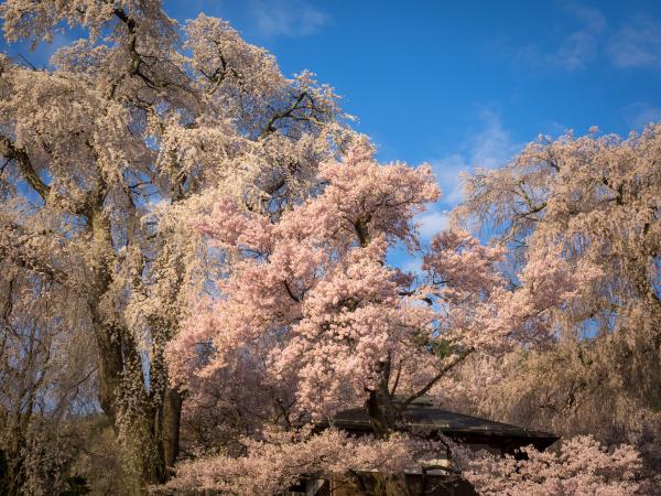 満開の桜