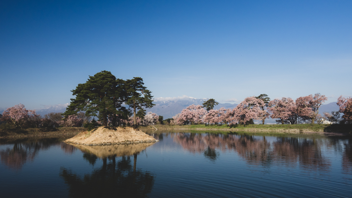 「六道の堤」の桜
