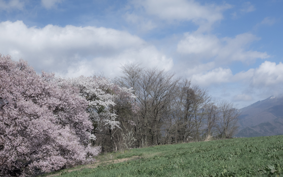 大坊の桜