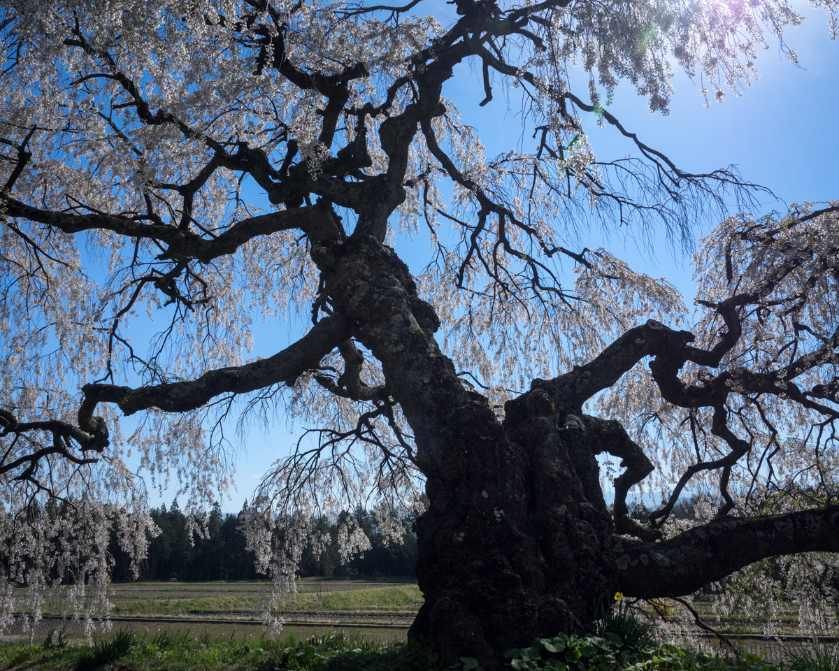 宮の原のしだれ桜