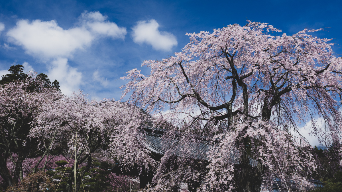 光前寺の桜