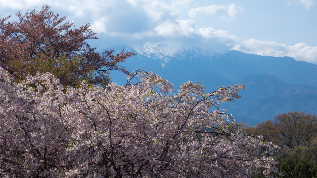 大草城址公園の桜
