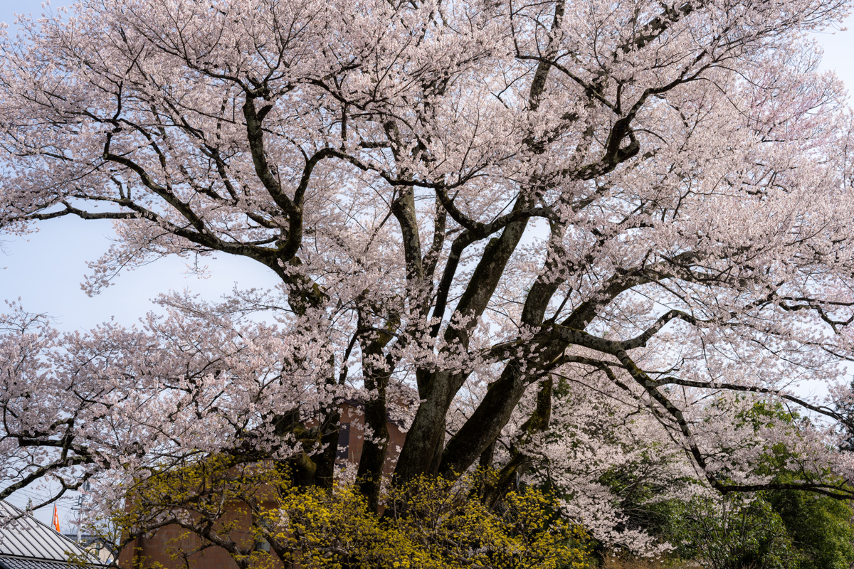 安富桜(長姫のエドヒガン)