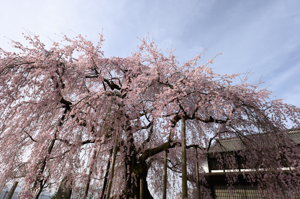 麻績の里 舞台桜