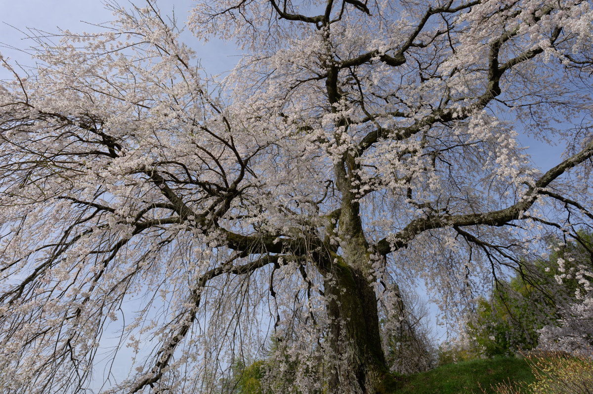 麻績の里 石塚桜