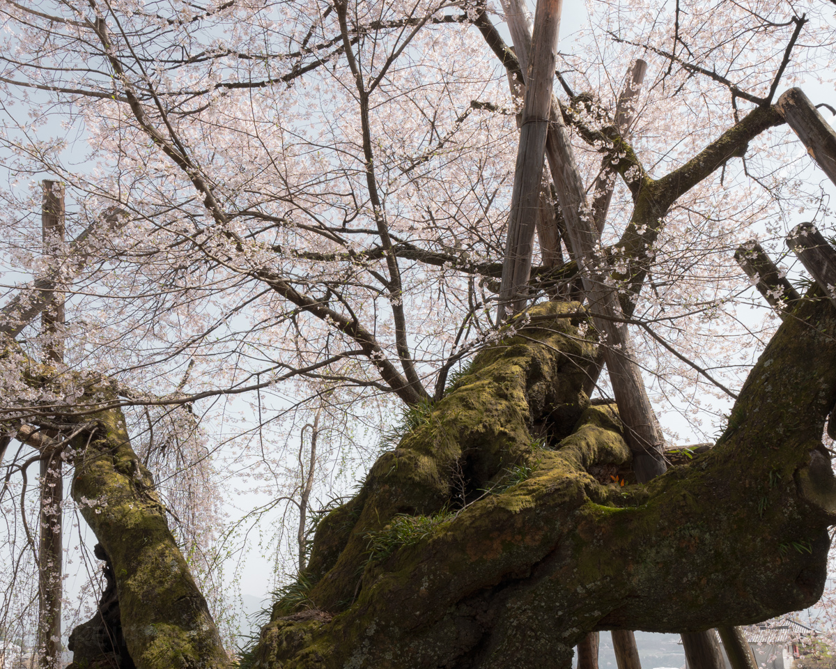 桜丸の夫婦桜