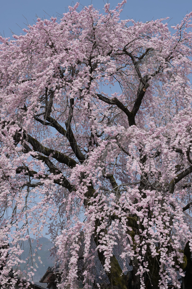 黄梅院の紅しだれ桜