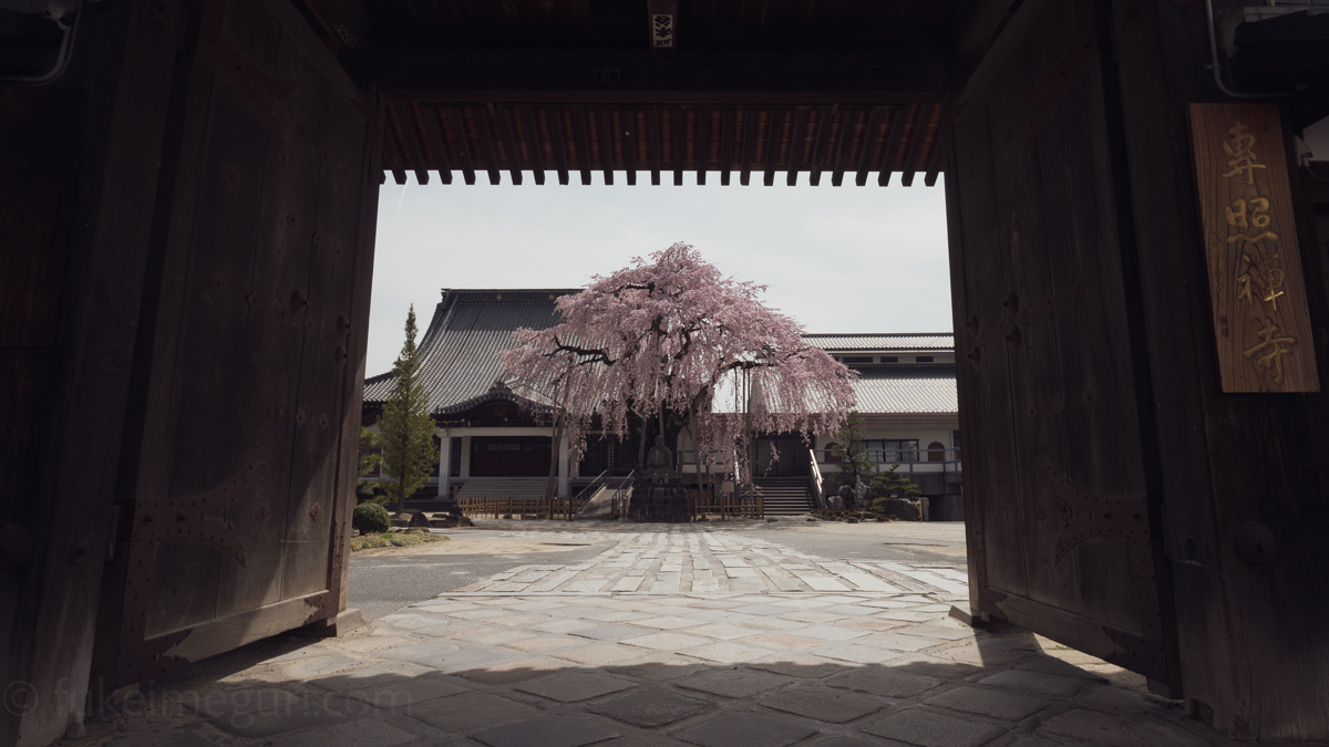 専照寺の枝垂れ桜
