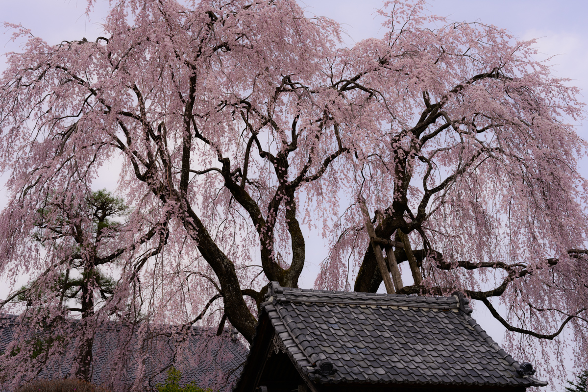 増泉寺の桜
