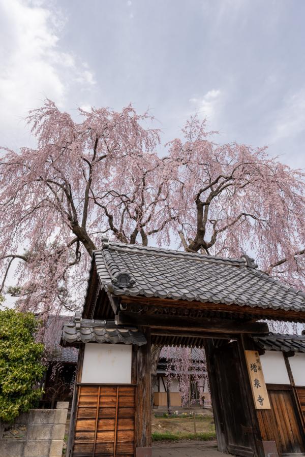 天蓋 枝垂れ桜
