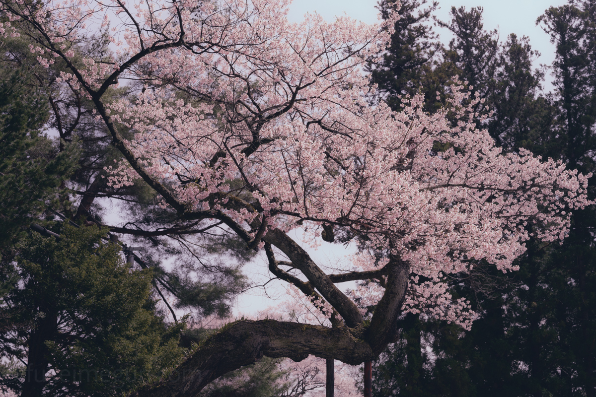 愛宕神社の清秀桜