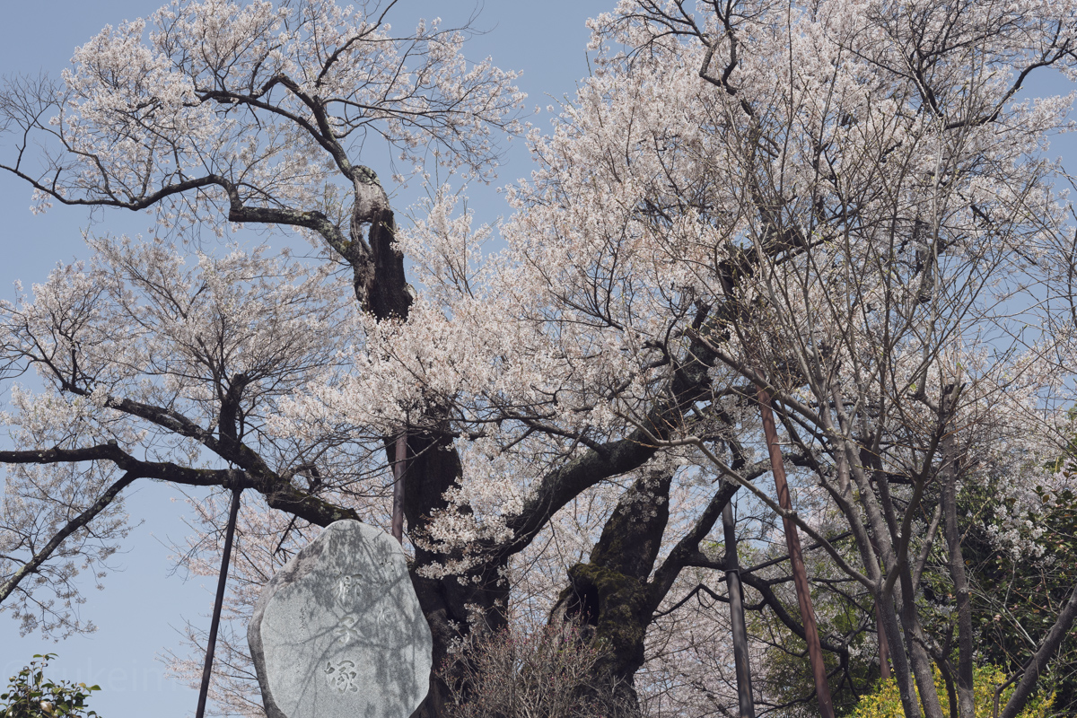 水佐代獅子塚のエドヒガン
