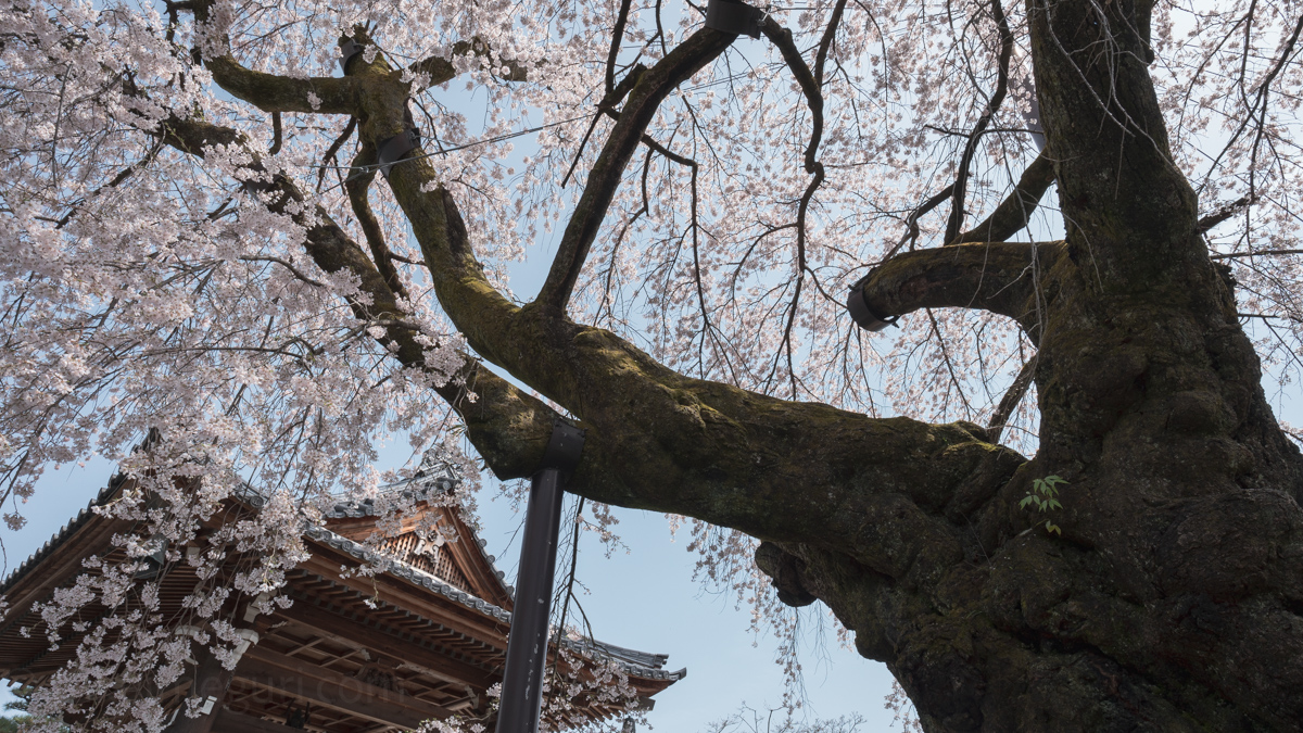 阿弥陀寺のシダレザクラ