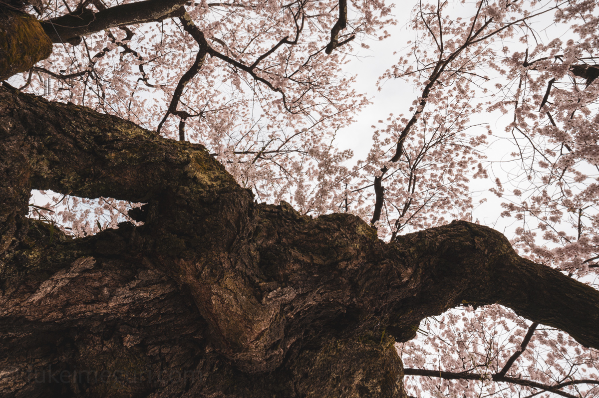 原田の桜