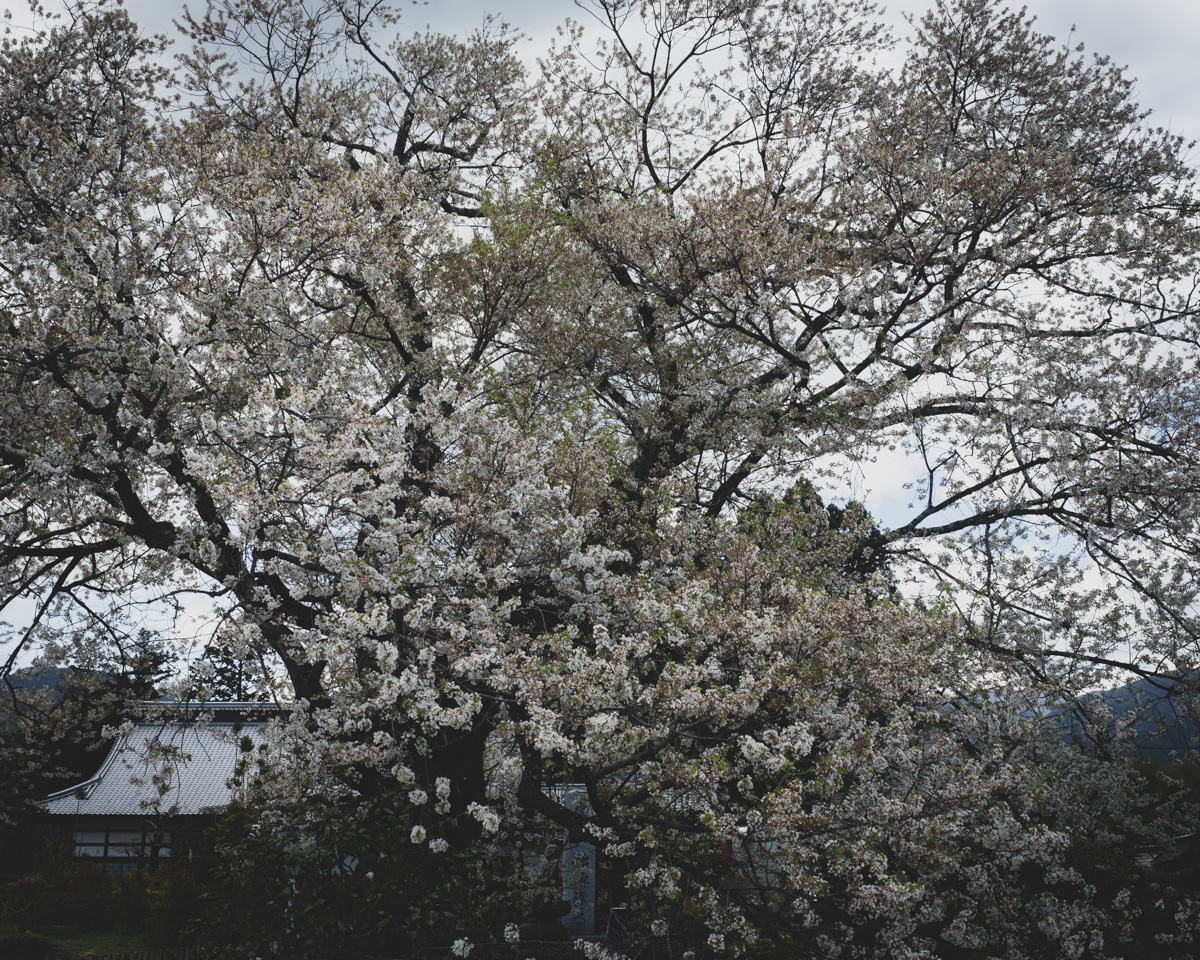 松源寺の桜