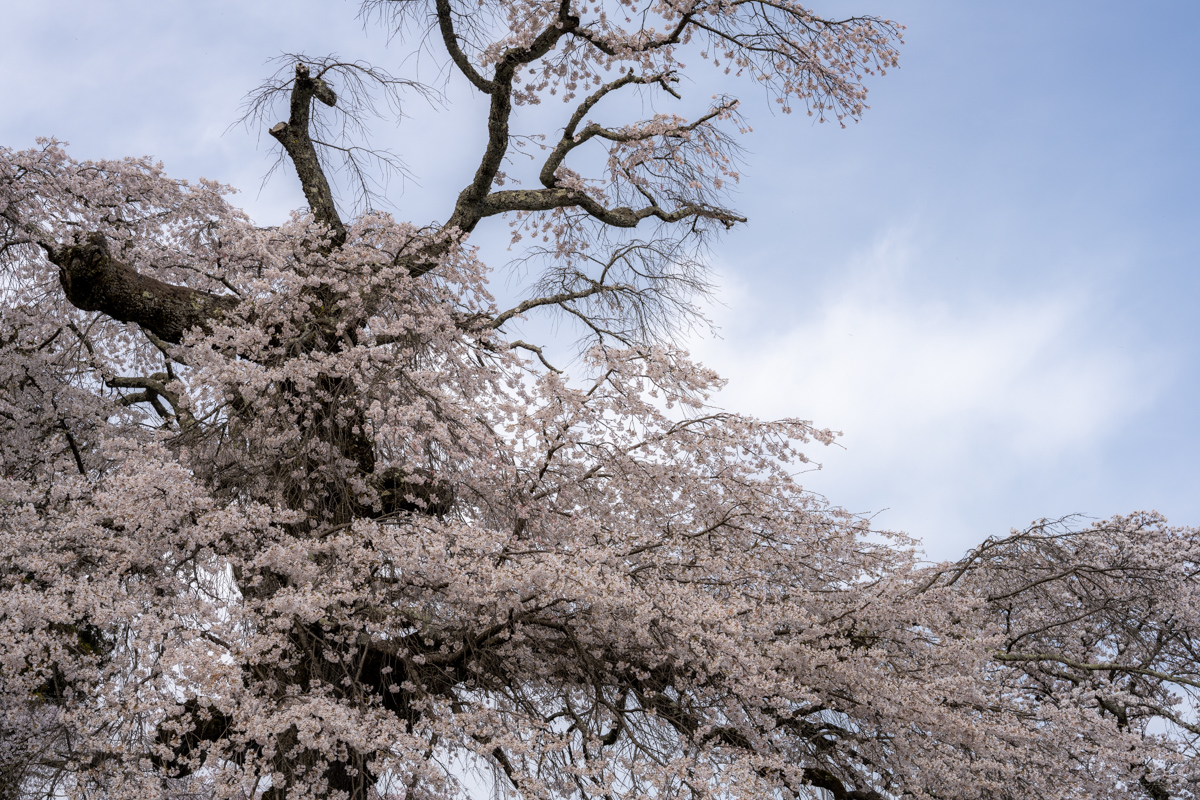 瑠璃寺の桜