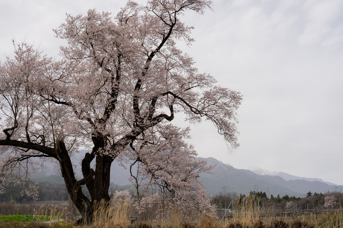 新田原の桜
