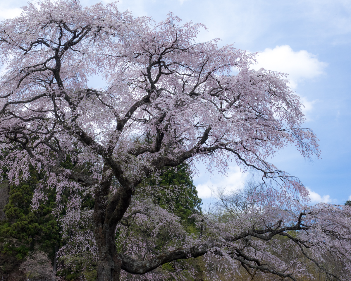 黒船桜