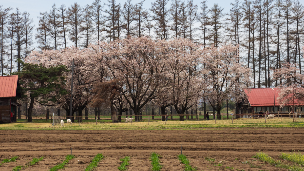 長野牧場の桜